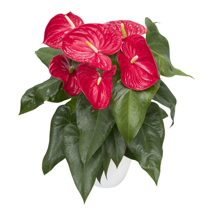 ANTHURIUM ROUGE