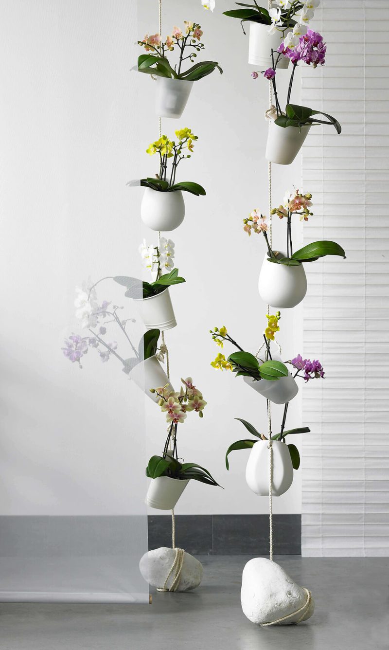 Inspiración – Flores de Chiltepec
