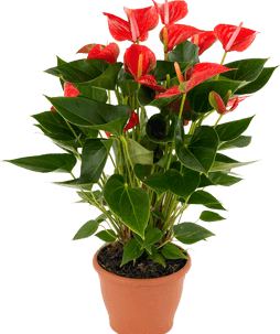 flores de chiltepec