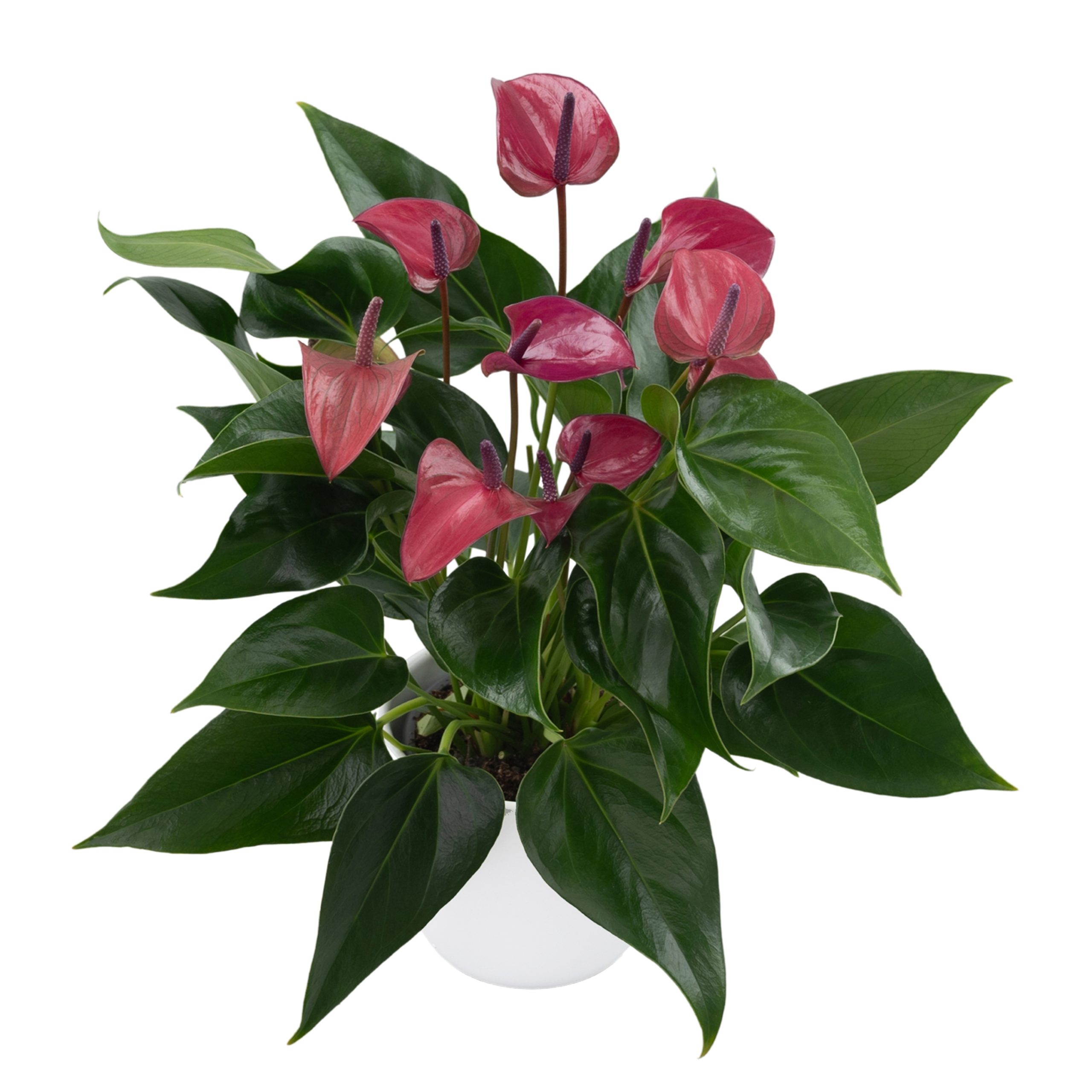 ANTHURIUM VIOLET