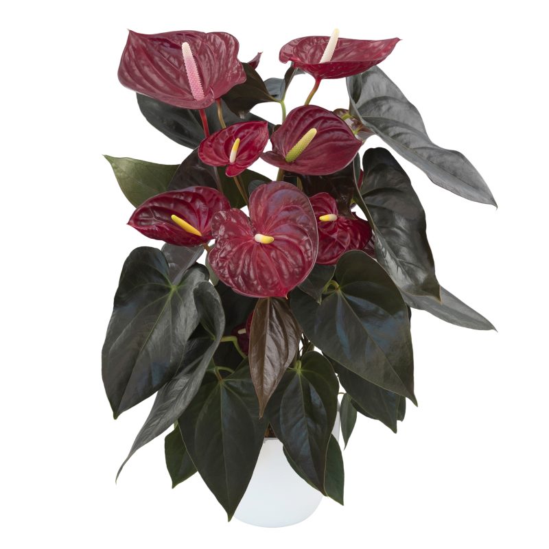 ANTHURIUM ROUGE