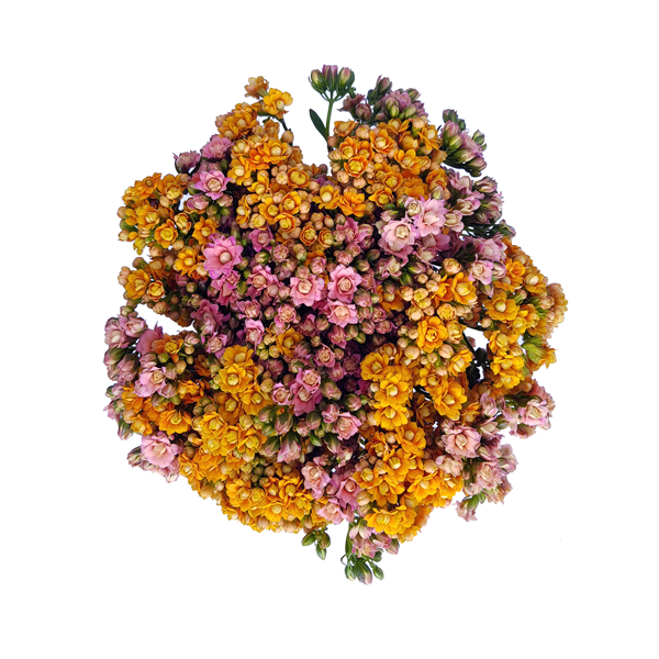 KALANCHOE BOUQUET