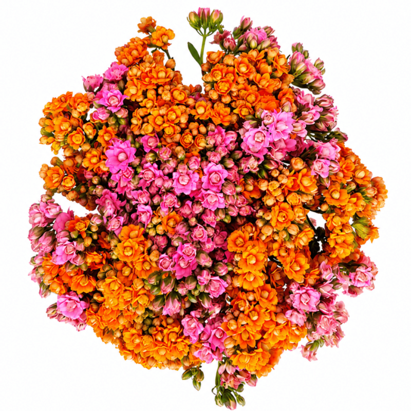 KALANCHOE BOUQUET