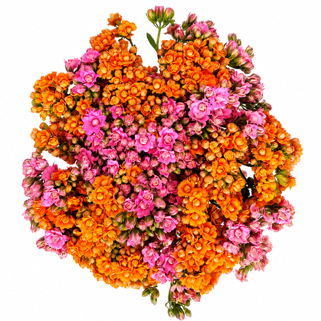 KALANCHOE BOUQUET
