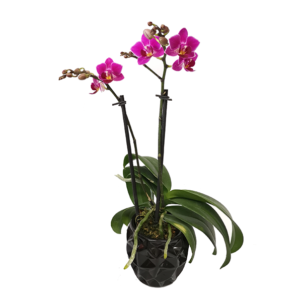 Chiltepec, Orquídea Natural con Flor Morada en Maceta de