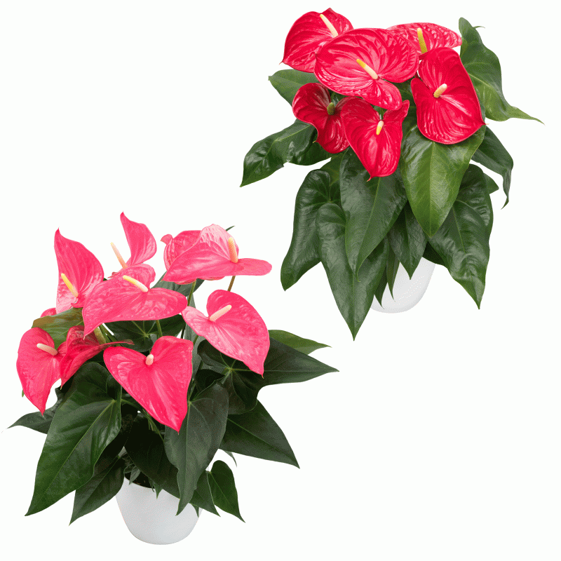 DuAnthurium