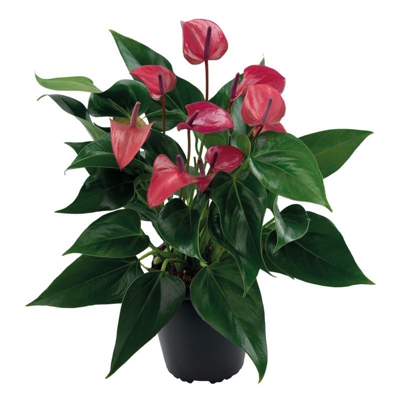 ANTHURIUM VIOLET