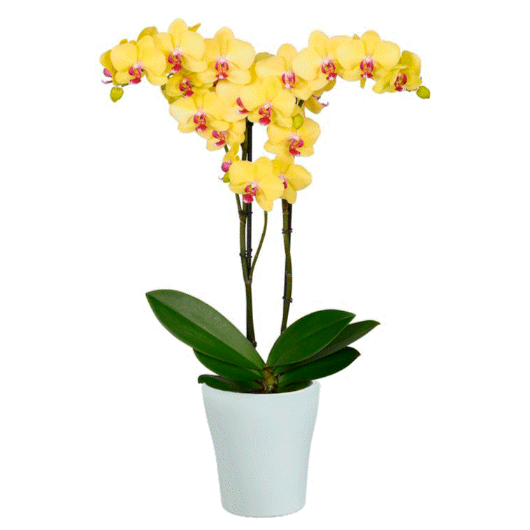 Jaune White Orchid