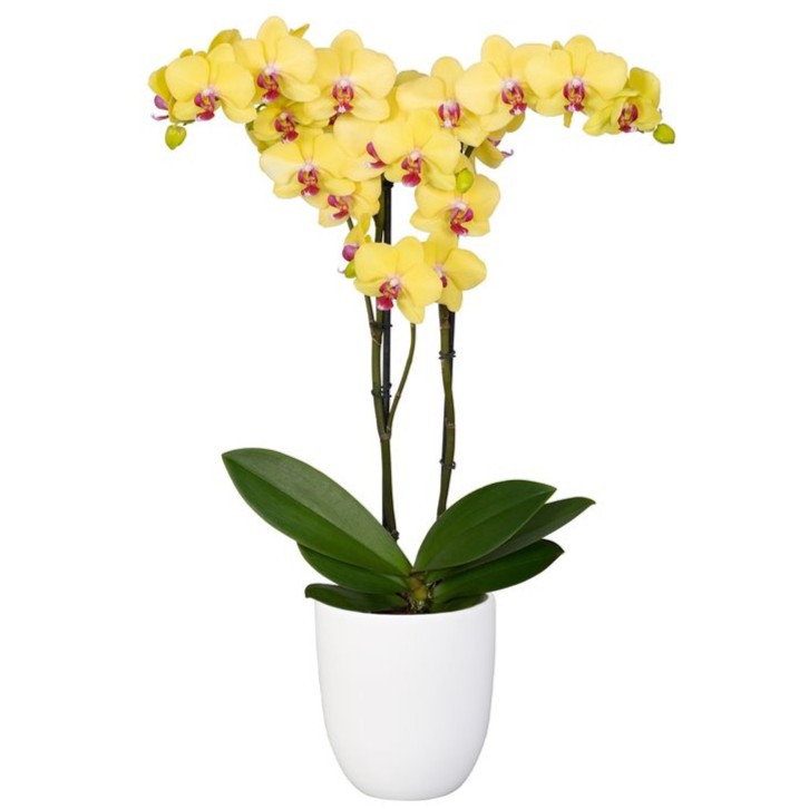 Jaune White Orchid