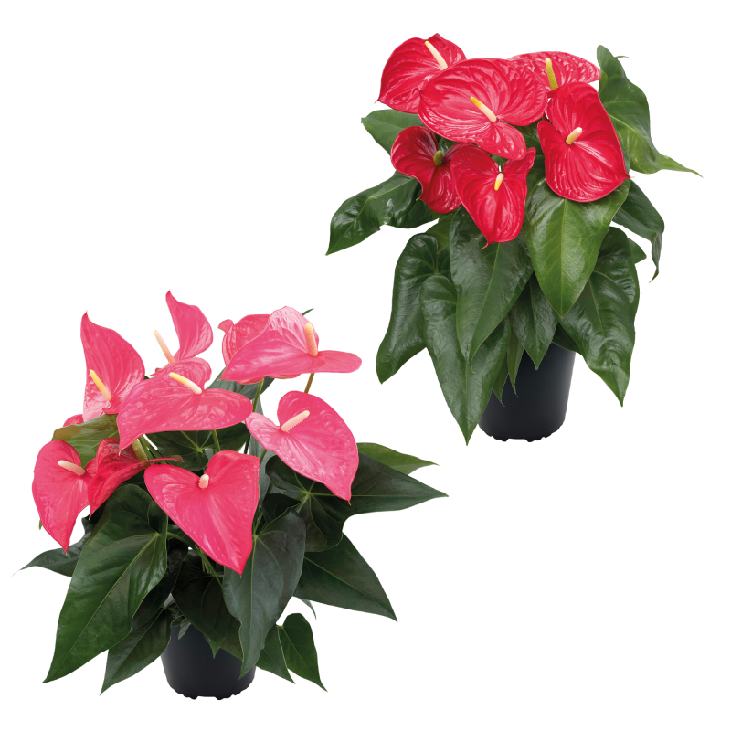 DuAnthurium