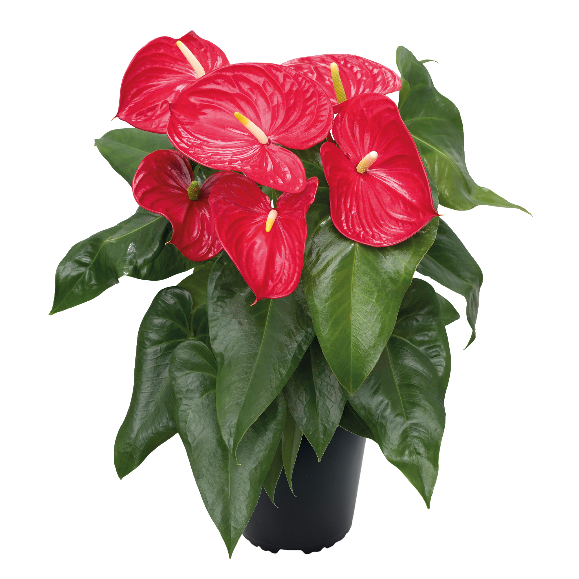 ANTHURIUM ROUGE