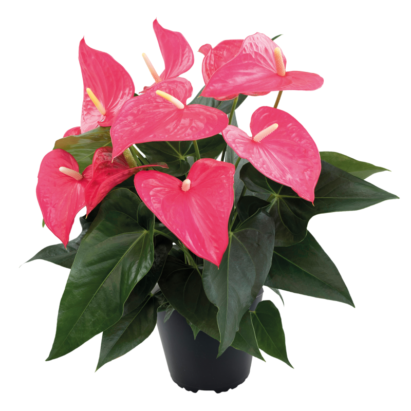 ANTHURIUM ROSE
