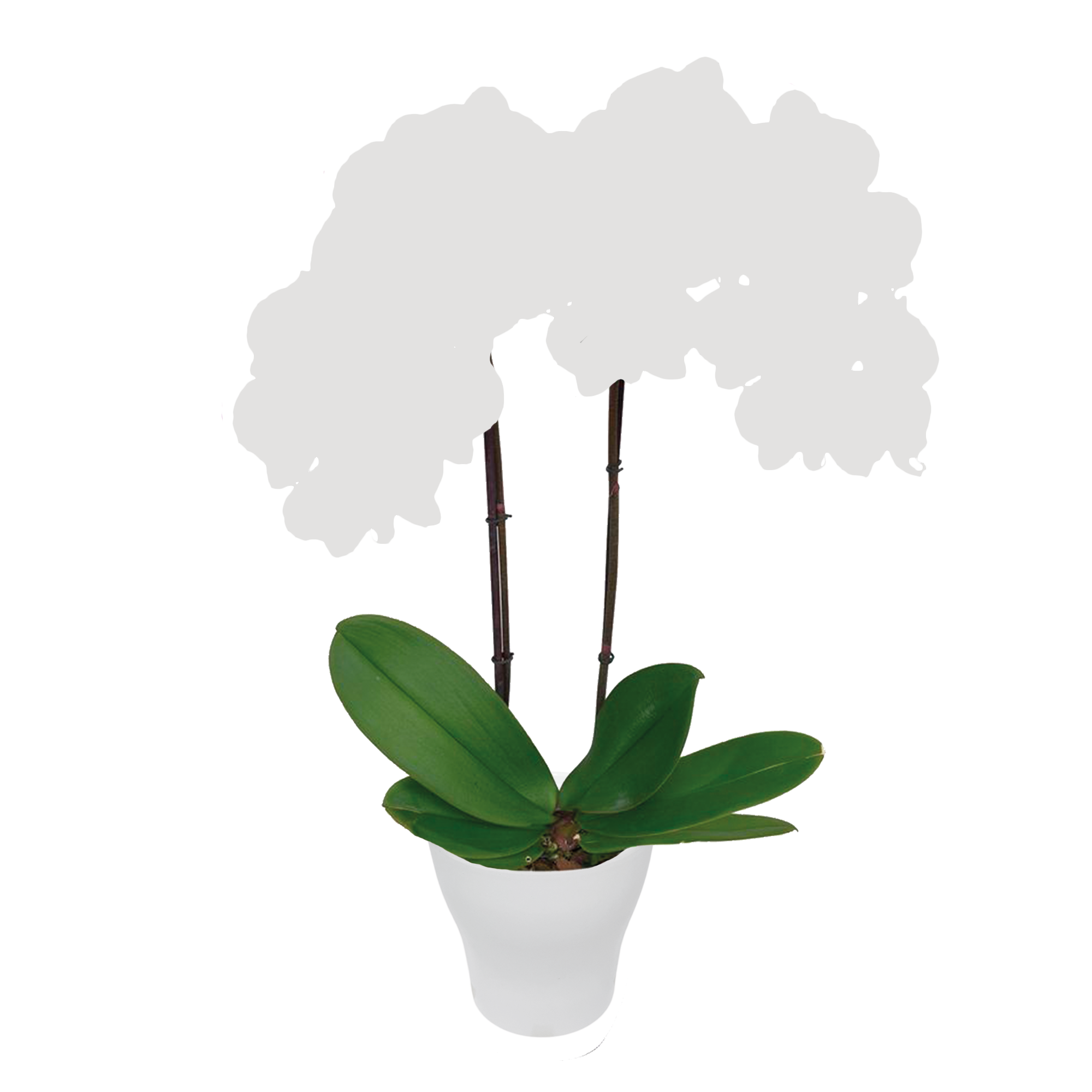 Surprise white orchid