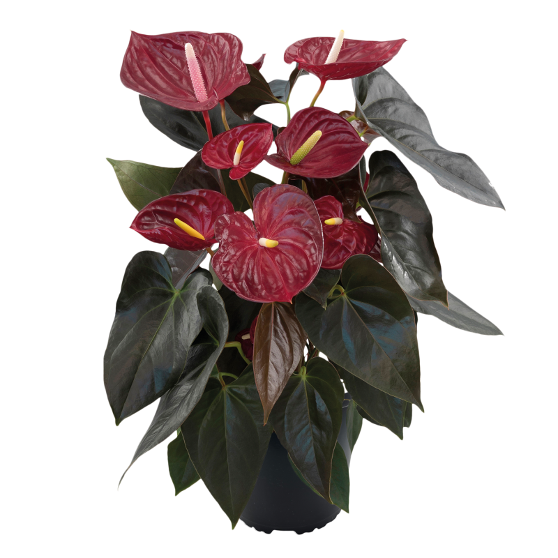 ANTHURIUM ROUGE