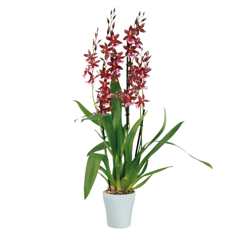 Cambria Barroco Red
