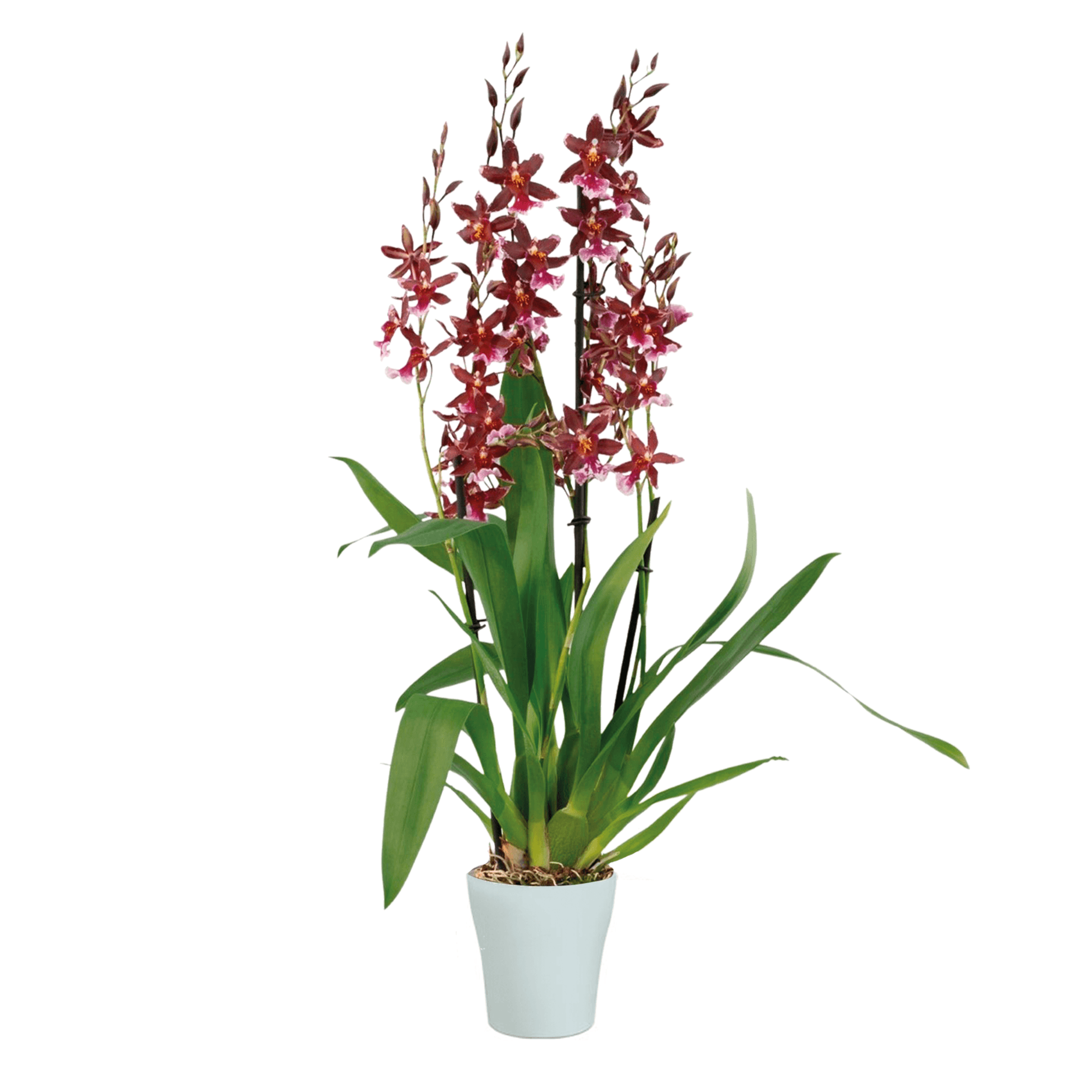 Cambria Barroco Red