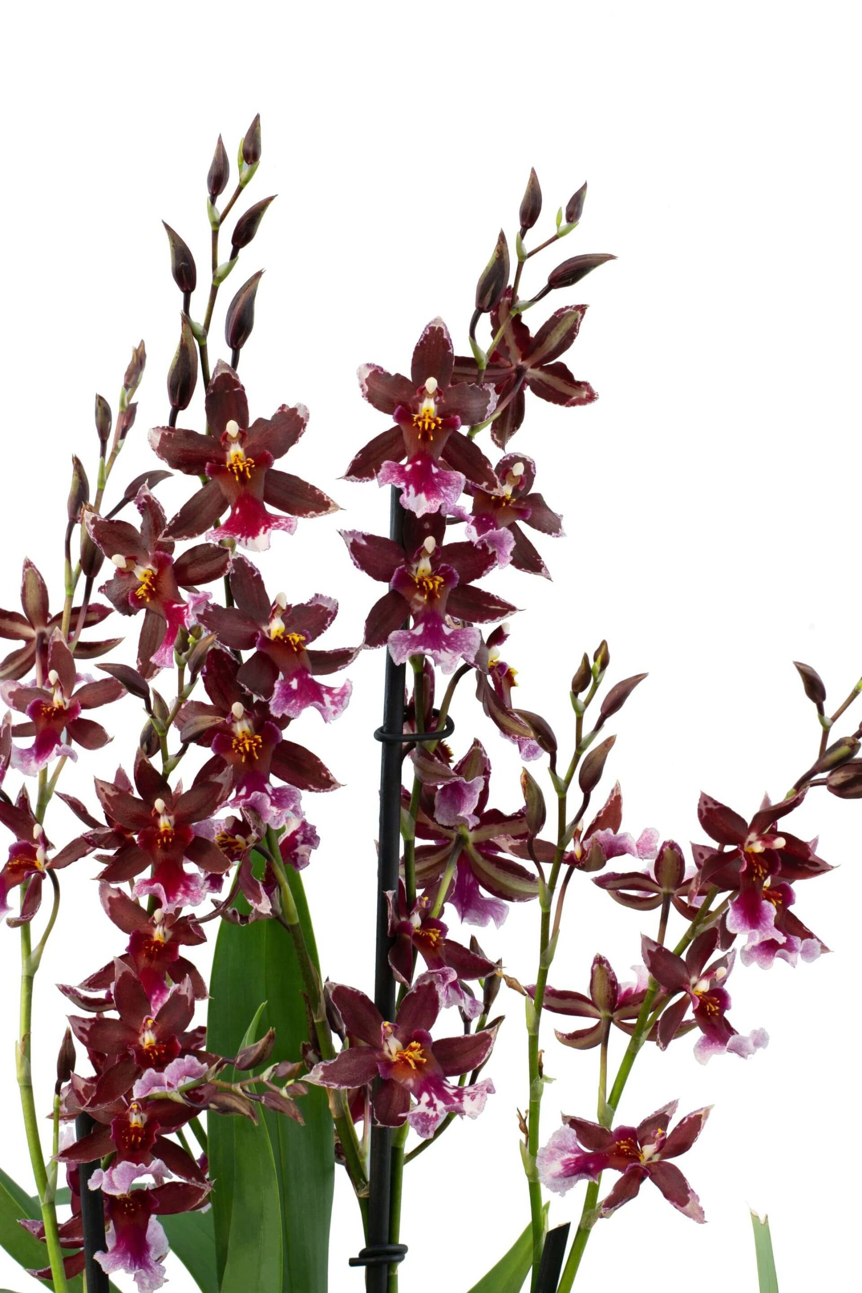 Cambria Barroco Red