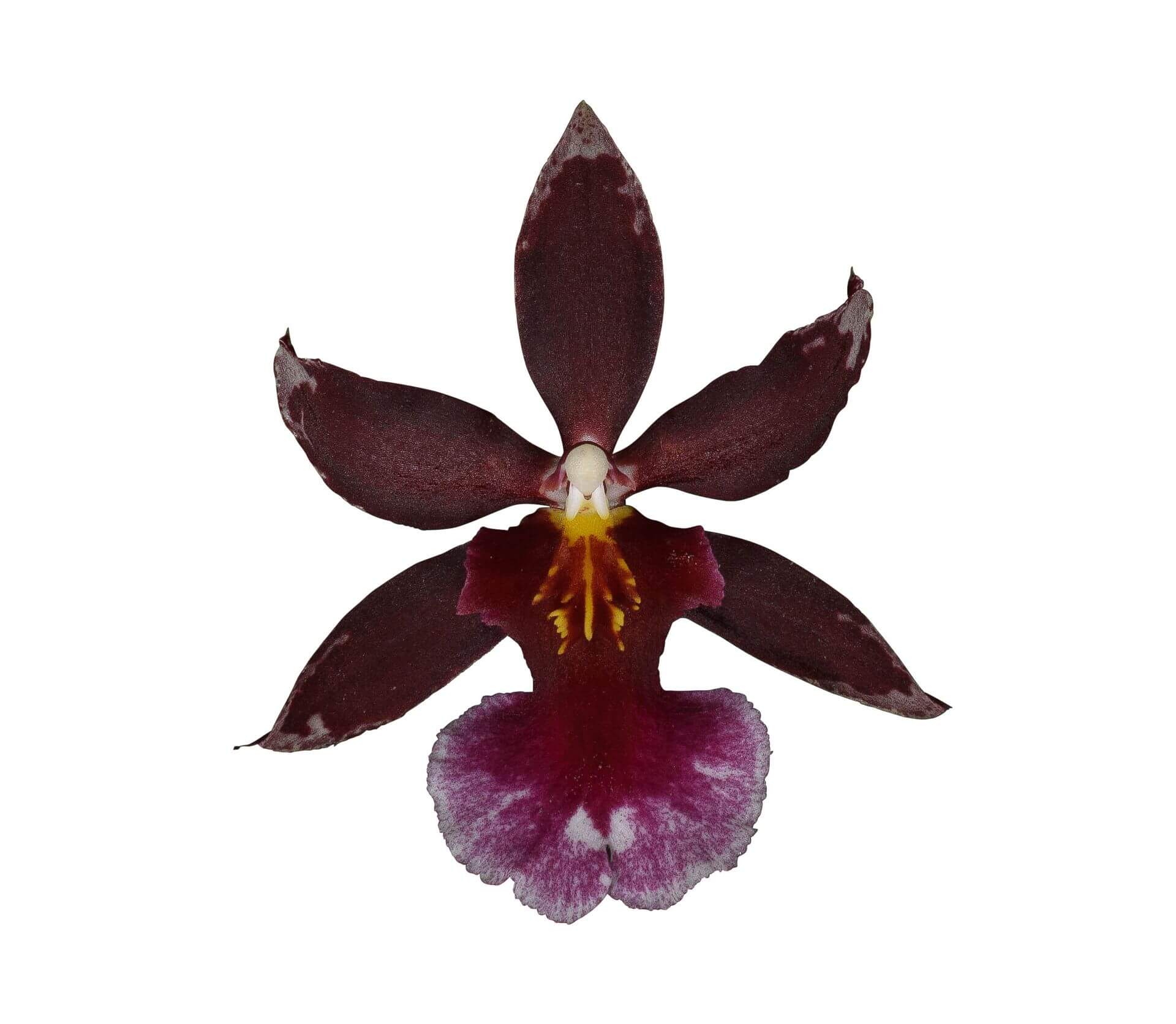 Cambria Barroco Red
