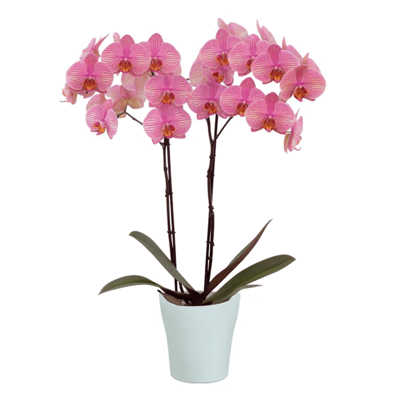 Jupiter White Orchid