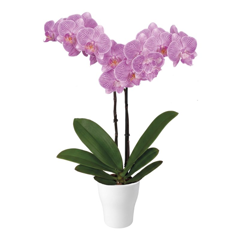 Penida white orchid