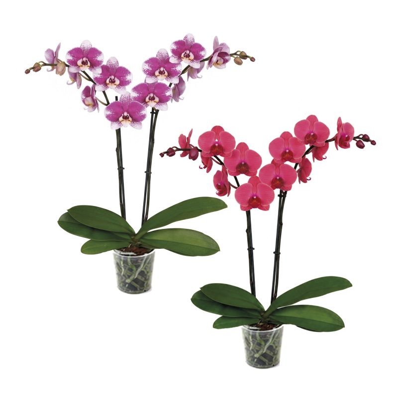 NEW Duorchid