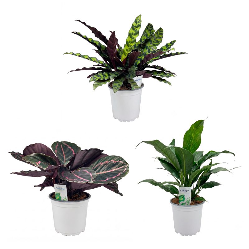 3 PACK GREENS